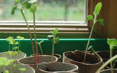 Plantation des semis en rouleau de papier toilette