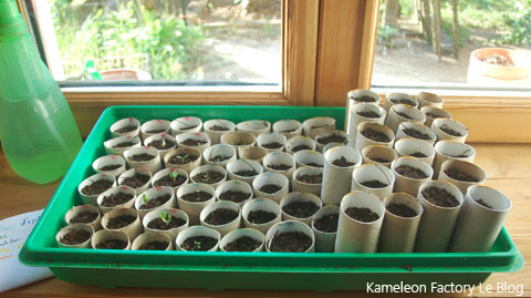 Faire des semis dans des rouleaux de papier toilette Kameleon Factory