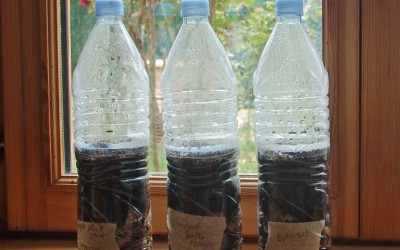 Semis en bouteille plastique