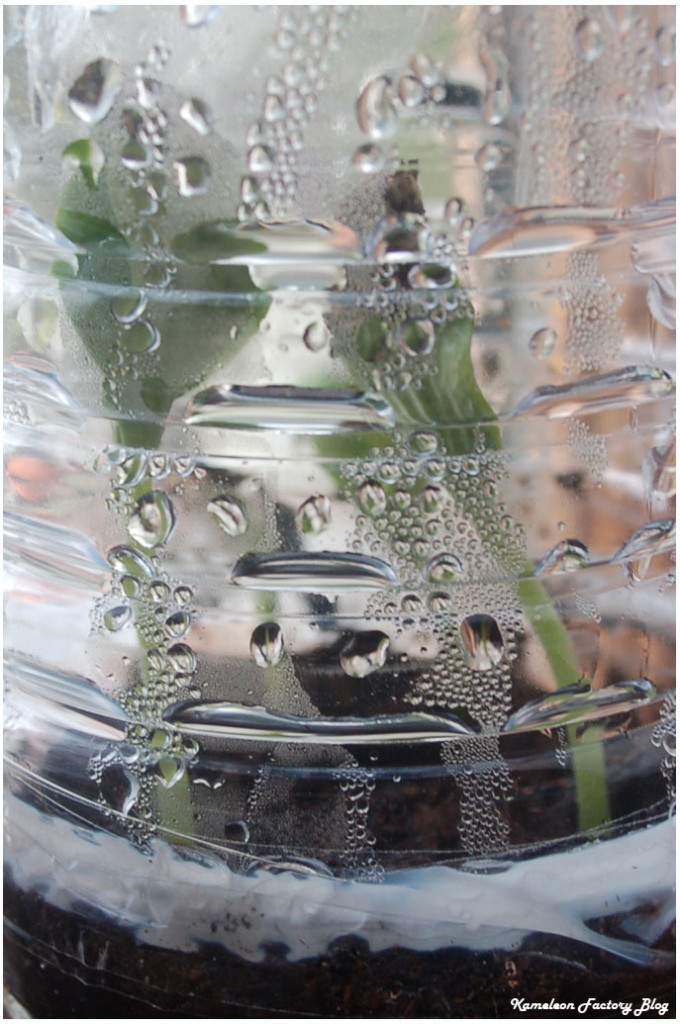 aire des semis autonome dans des bouteilles en plastique