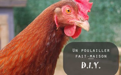 Un poulailler fait maison