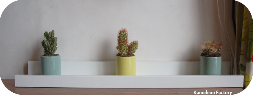 étagère pour 3 cactus en tasse à café