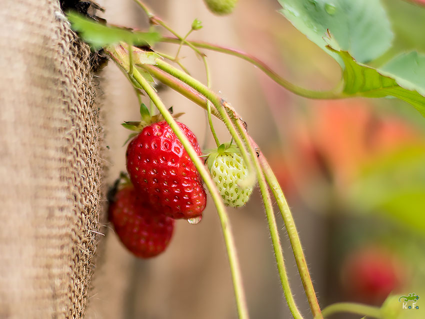 jardin en palette pour fraise